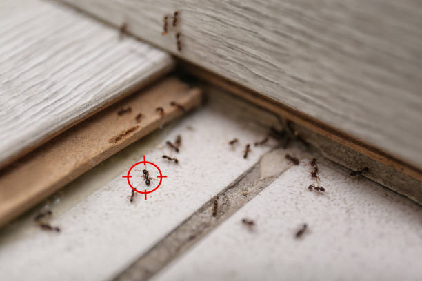  St Paul, TX Pest Control Pros