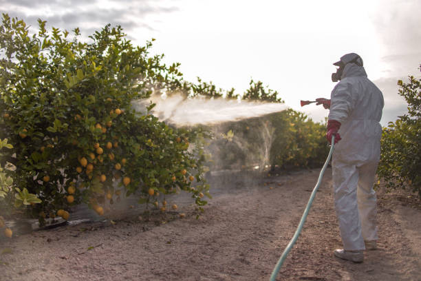 Best Mosquito Control Services  in St Paul, TX