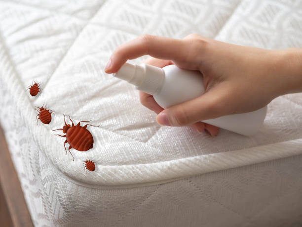 Best Termite Control Services  in St Paul, TX